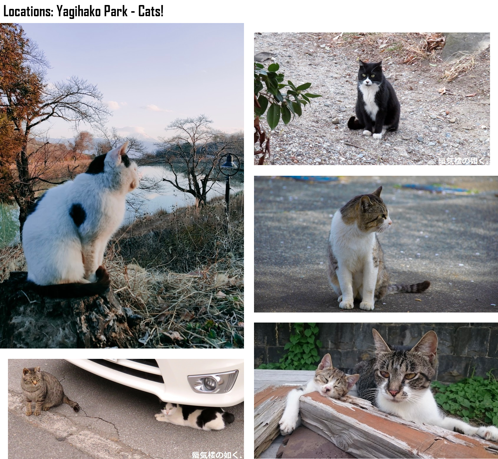 Read Laid-Back Camp EN Manga Online